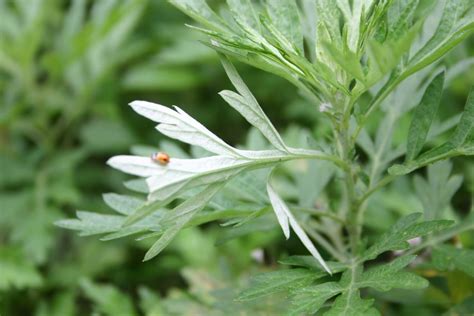 芙蓉菊避邪|避邪草是什麼？常見6種「避邪植物」介紹，趨吉避凶。